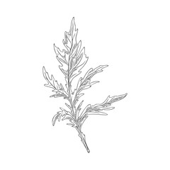 Fototapeta na wymiar Mustard plant single leaf, hand drawn engraving vector illustration isolated.