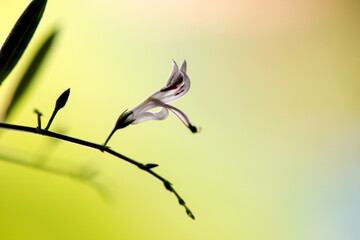 Kariyat branch flowers on nature background.