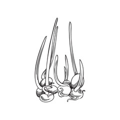 Sprouted plant grains hand drawn engraving vector illustration isolated.
