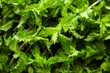 Fresh mint leaves background, green spearmint plant