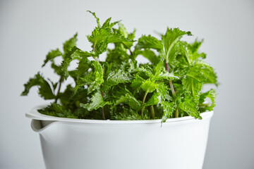 Fototapeta premium Fresh green mint leaves in white bowl
