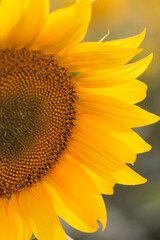 A beautiful sunflower illuminated by the rays of the sun. 
