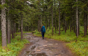 Obraz premium A young female traveler with a backpack is walking along a forest trail. Hiking is an active lifestyle of people wearing a backpack, exercising outdoors. Selective focus
