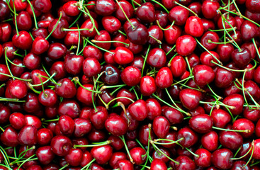 Close-up of a pile of ripe cherries with stalks. A large collection of fresh red cherries