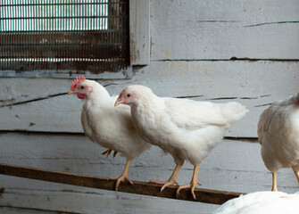 A group of white domestic chickens are sitting on a hen in a chicken coop