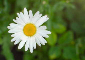 Fototapeta premium Beautiful white daisy flowers on a sunny day. The flowering of daisies. . Gardening concept