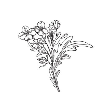 Hand drawn mustard plant sketch style, vector illustration