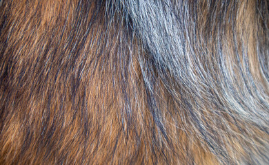 dog fur closeup, animal hair texture