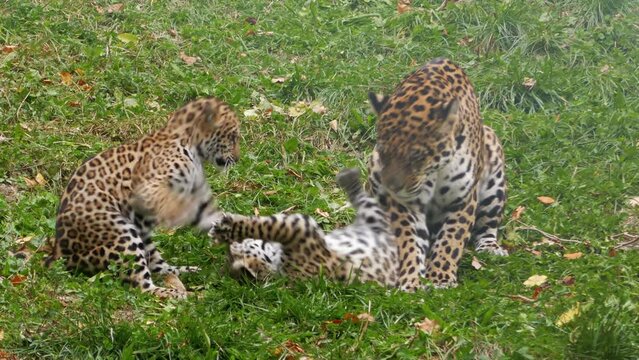 Playful leopard family