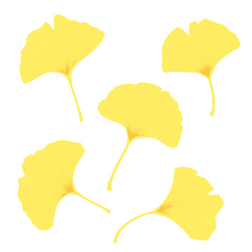 イチョウ Images Browse 26 914 Stock Photos Vectors And Video Adobe Stock イチョウ Images Browse 26 914 Stock Photos Vectors And Video Adobe Stock