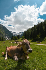 Fototapeta na wymiar mucca montagna 