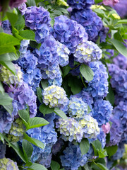 カラフルなアジサイの並木