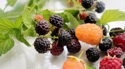 black yellow and red raspberries garden close-up soft selective focus, organic berries