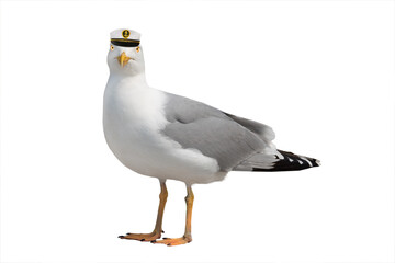 Seagull in sea cap isolated on white background