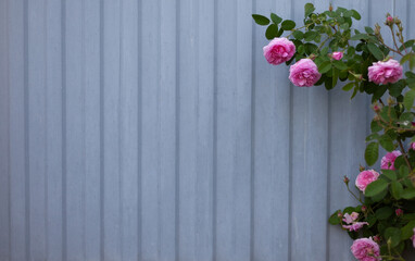 A climbing rose of pink color against a gray metal fence. Summer. Gardening. Banner with space for...