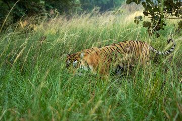 Indian wild female bengal tiger or panthera tigris tigris camouflage in green grass at ranthambore...