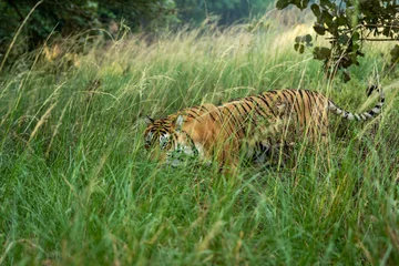 Fototapete Rund Indian wild female bengal tiger or panthera tigris tigris camouflage in green grass at ranthambore national park forest sawai madhopur rajasthan india asia © Sourabh