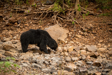 sloth bear or Melursus ursinus side profile an aggressive and Vulnerable animal species from wild in outdoor wildlife safari at forest of central india asia
