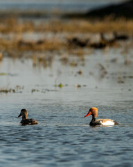 Red crested pochard pair of bird floating in blue water and natural scenic background at keoladeo national park or bharatpur bird sanctuary rajasthan india asia - Netta rufina