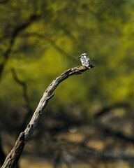 pied kingfisher or Ceryle rudis perched on branch in natural green background at keoladeo national park or bharatpur bird sanctuary rajasthan India asia