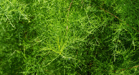 Fototapeta na wymiar Delicate soft very fine foliage of tamarisk. Perfect gentle concept of natural background with place for your text. Selective focus