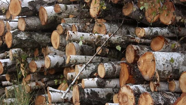 A pile of birch firewood lies on the grass. Chopped firewood stacked in a pile. Pile of logs for fireplace.