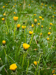 Field of dandelion buds with green grass.