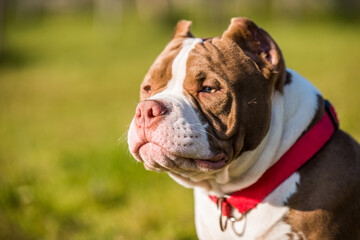 Chocolate color American Bully puppy dog is on green grass