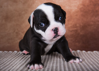 Funny American Bullies puppy on brown background