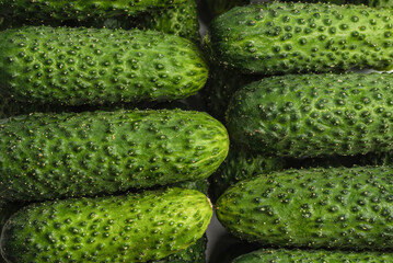 Fresh green cucombers as a background