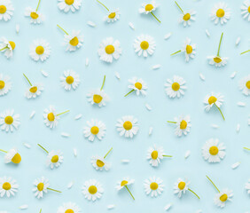 Seamless floral pattern of chamomile flowers and petals on blue background top view flat lay