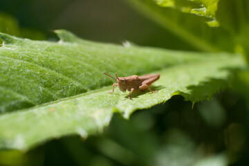 A grasshopper resting on a green leaf close-up.