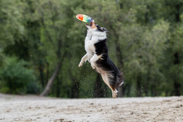 Shetland sheepdog sheltie playing with frisbee disc on the beach