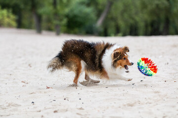 Shetland sheepdog sheltie playing with frisbee disc on the beach