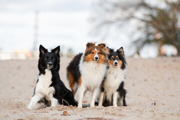 border collie and sheltie together at the beach