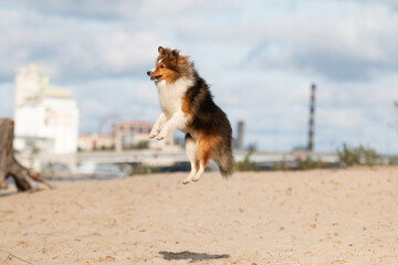 Shetland sheepdog sheltie on the beach