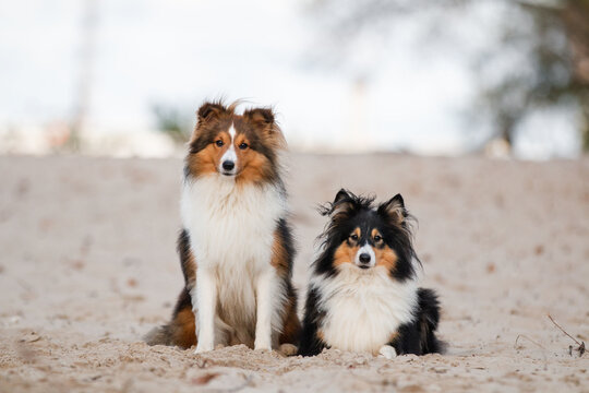 Two sheltie dogs together at the beach