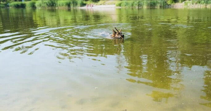 German purebred big shepherd swims on lake holding stick in teeth. Swims to shore bringing stick. Daylight saving time, sunny. Pet games.