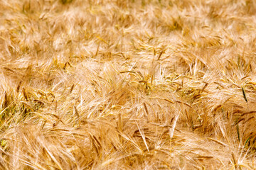 golden background ripe ears of wheat in the field, world crisis. Agriculture.