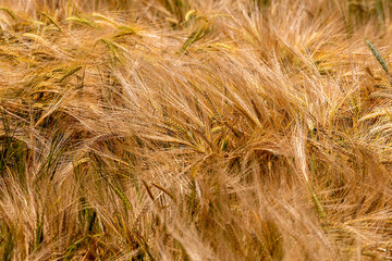 ripe ears of wheat in the fields, world crisis. Agriculture.
