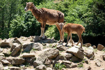 Sighting Cameroon sheep in its territory
