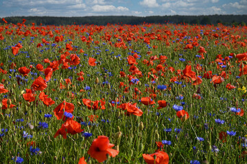Poppy field