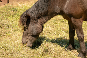 Fototapeta premium Photographing a pony on a ranch