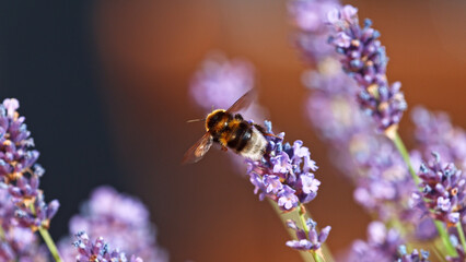 Bumblebee In a Lavender Blossom, macrophotography.