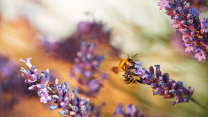 Bee In a Lavender Blossom, macrophotography.