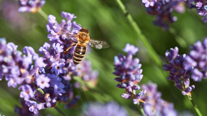 Bee In a Lavender Blossom, macrophotography.