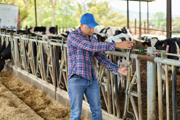 farmer cowboy at cow farm ranch