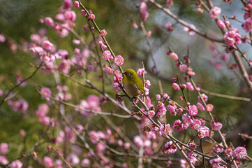 石橋文化センターの紅梅とメジロ