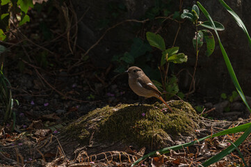 石橋文化センターのジョウビタキ（雌）