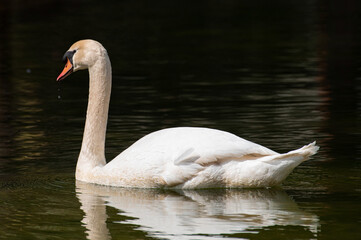 石橋文化センターのコブハクチョウ